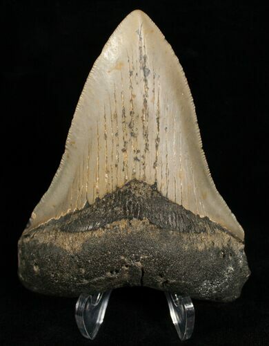 Megalodon Tooth - Carolinas #6667